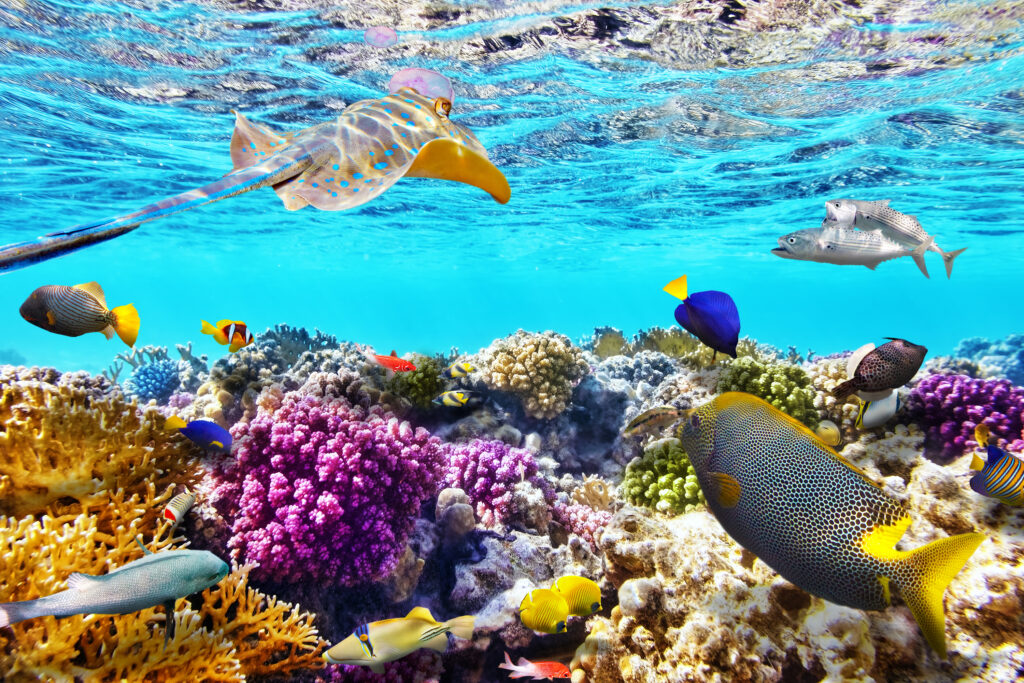 The Great Barrier Reef | Unearth The No.1 Underwater Wonder